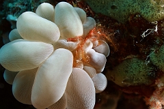 Raja Ampat 2016 - Achaeus japonicus or Oncinopus sp1 - Oranguton crab - Crabe orang outan - IMG_4636_rc